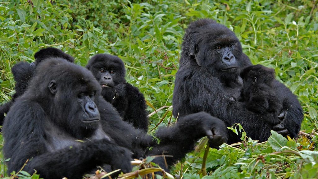 Uganda gorilla trekking safari