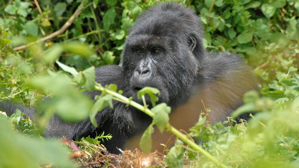 Gorilla trekking on a classic Uganda safari tour