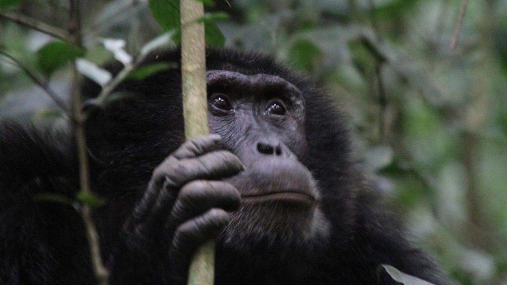 Chimpanzee trekking in Kibale National Park - Uganda safari adventure holiday