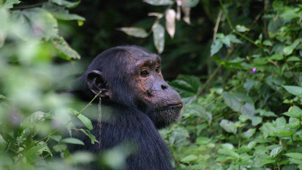 Kibale forest national park chimpanzee trekking safari in Uganda