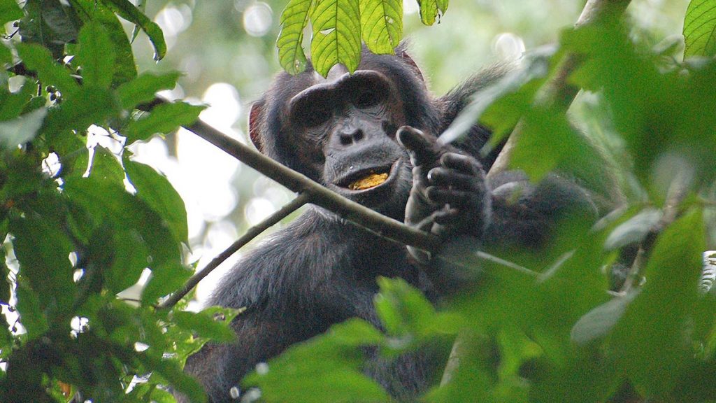 Chimps & Gorilla Trekking