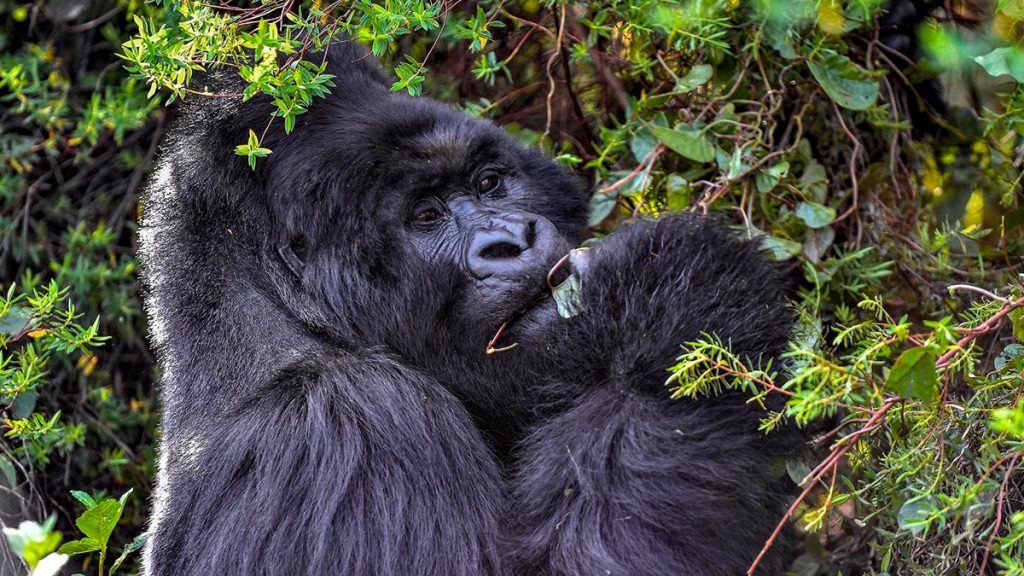 Rwanda Gorilla trekking Safari