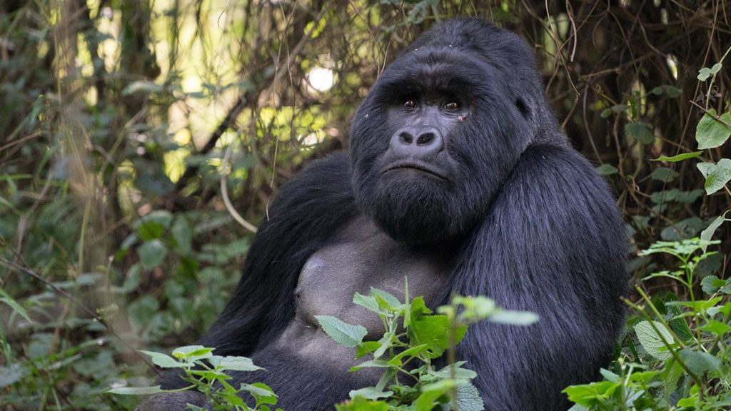 gorilla trekking safari in Rwanda