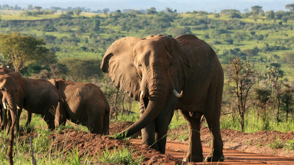 uGANDA Big Five Safari