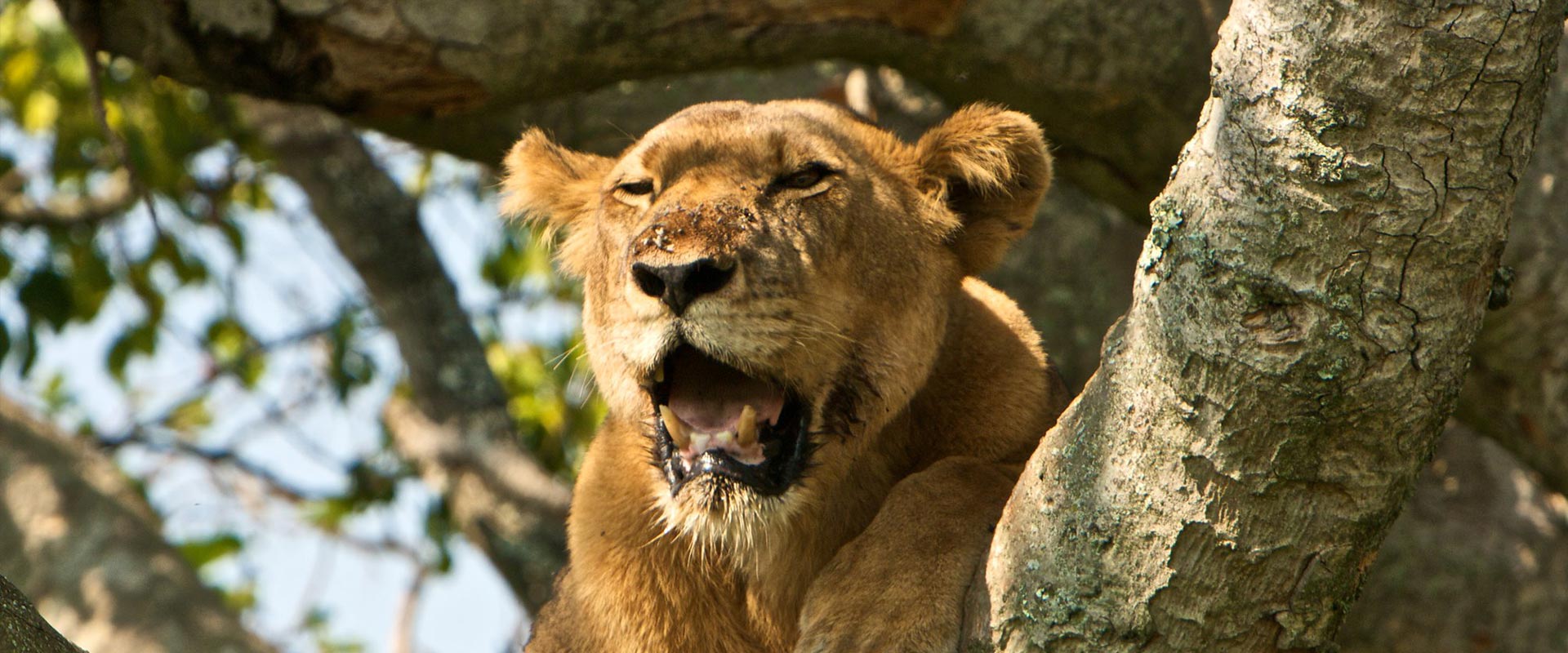 Tree climbing lions of Ishasha Queen elizabeth national park by Katsam Adventures Uganda